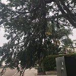 Tree Maintenance at 4150 Regents Rd