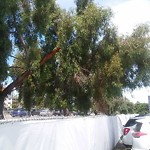 Tree Maintenance at 2440 Soto St