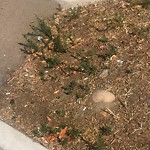 Illegal Dumping - Open Space/Canyon/Park at W Broadway