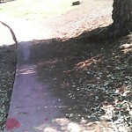 Sidewalk at 3101 Balboa Dr
