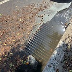 Storm Drain at 3694 Curlew St