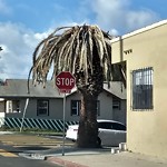 Tree Maintenance at 532 S Evans St