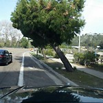 Tree Maintenance at 2931 Camino Del Rio North