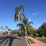 Tree Maintenance at 2624 San Marcos Ave