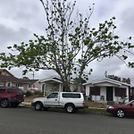 Tree Maintenance at 3728 Cherokee Ave