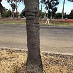 Tree Maintenance at 2318 Upas St