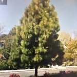 Tree Maintenance at 2277–2289 Rosecrans St