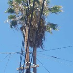 Tree Maintenance at 3509 Madison Ave