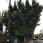 Tree Maintenance at 1801–1899 Neale St