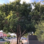 Tree Maintenance at 3738 10th Ave