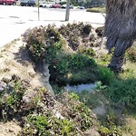 Storm Drain at 274 Coast Blvd, La Jolla